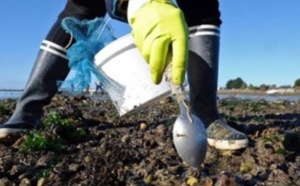 Levée de l’interdiction de la récolte des coquillages