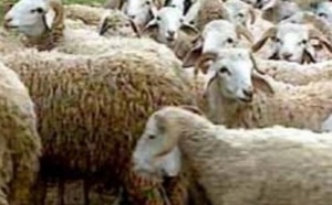 Le procès des voleurs de bovins fixé au 25 septembre  prochain à Oued-Zem