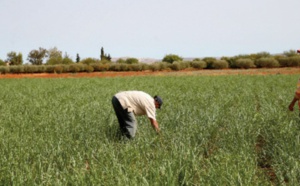 L’ agriculture biologique à Fès-Meknès, un marché à fort potentiel