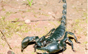 Les morsures de scorpion tuent encore à Essaouira