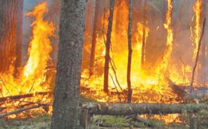 Les dégâts de la canicule: 1.200 ha de forêts incendiés