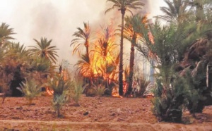 Des milliers de palmiers partent en fumée