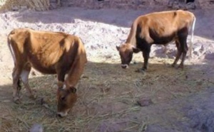 L’étau se resserre autour des voleurs de bovins de la région d’Oued Zem