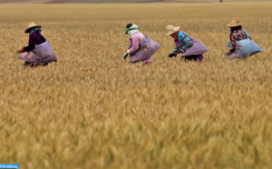 Une campagne céréalière 2020-2021 plus que satisfaisante