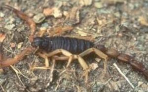 Baisse de la mortalité due aux piqûres de scorpions