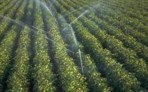 Fès-Boulemane : Une production record de près de 4 millions de quintaux de céréales