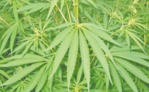 Le Conseil de gouvernement adopte un projet de décret relatif à l' usage licite du cannabis