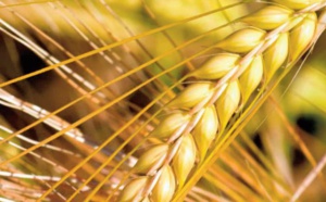 Les prévisions concernant la production et les stocks mondiaux de céréales revues à la baisse