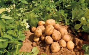 Action mondiale pour le développement vert des produits agricoles spéciaux