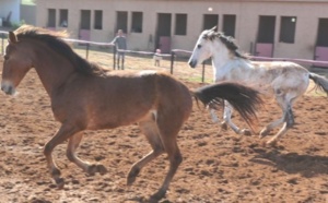 L’élevage des chevaux, pilier de la stratégie équine nationale