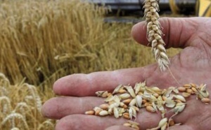 Amélioration des stocks de céréales
