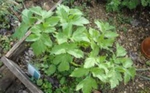 Tirer profit de l’engouement pour les plantes aromatiques et médicinales Tirer profit de l’engouement pour les plantes aromatiques et médicinales