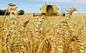 La production céréalière mondiale ne suffira pas à répondre aux besoins de consommation