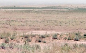 Conservation, réhabilitation de  l’aviafaune des zones arides au Maroc