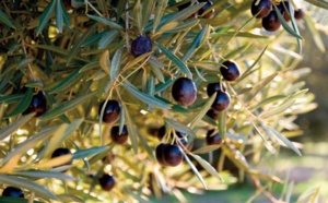 Grande souffrance de la faune et de la flore à Béni Mellal