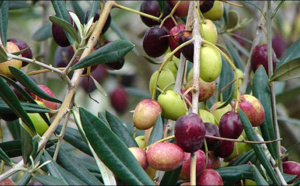 Hausse prévisionnelle de 21% de la production d'olives