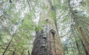 Dans l'ouest du Canada, une "guerre des bois" pour sauver une forêt ancestrale
