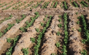 Renchérissement du gasoil et envol des prix des intrants menacent la saison agricole Renchérissement du gasoil et envol des prix des intrants menacent la saison agricole