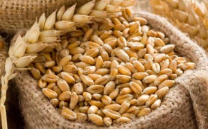 Hausse marquée des prix des céréales et des produits laitiers à l’échelle mondiale