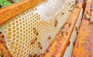 La maladie n'est pas à priori à l'origine de la disparition des abeilles dans certaines régions, selon l’ONSSA