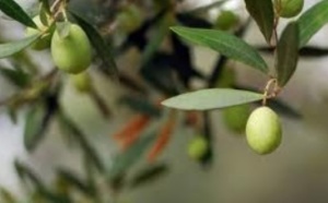 Une production oléicole de 135.090 T dans la région de Fès-Boulemane Une production oléicole de 135.090 T dans la région de Fès-Boulemane