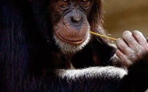 Chez les chimpanzés, casser les noix ne s'improvise pas