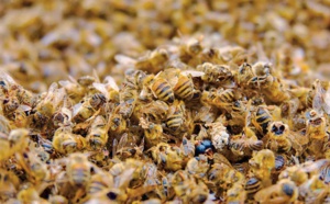 Abusivement sucrée l’assertion d’Abou Zaid El Mokrie El Idrissi !