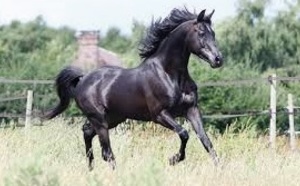 Une sensibilisation pour de bonnes pratiques de l’élevage