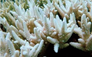 L'Australie investit dans la protection de la Grande barrière de corail