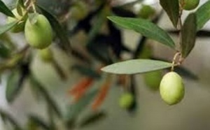 Bonne saison pour la filière oléicole à Sefrou Bonne saison pour la filière oléicole à Sefrou