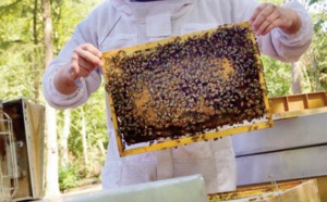 Effondrement des colonies d'abeilles: L'hypothèse d' une quelconque maladie des abeilles écartée