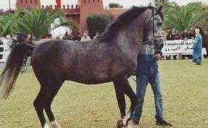 Développement remarquable de l’élevage équin au Maroc Développement remarquable de l’élevage équin au Maroc