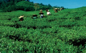 Le thé peut aider à transformer les systèmes agroalimentaires en vue d’éliminer la pauvreté et la faim