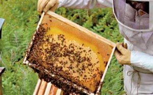 Des facteurs climatiques et environnementaux en seraient la cause