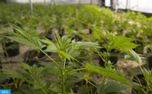 L'avenir de la culture du cannabis sous les projecteurs à Tanger