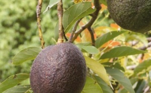 Rescapés : pourquoi les avocats ne sont encore là que par une anomalie de l’évolution