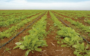 La Banque mondiale débloque 180 millions de dollars en appui à une agriculture durable au Maroc