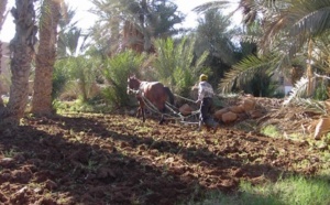 Ban Ki-moon appelle à soutenir  les petits agriculteurs