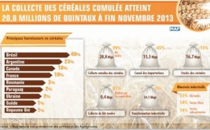 La collecte des céréales cumulée  atteint 20,8 millions de quintaux