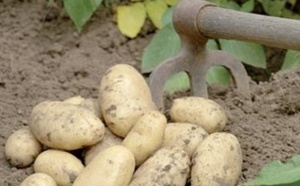 Appel à adopter des mesures incitatives pour relancer les exportations des pommes de terre