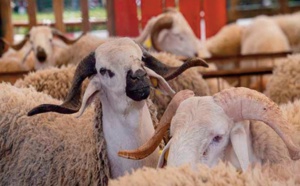 Aid Al-Adha 1443: Plus de 3 millions d'ovins et de caprins identifiés jusqu ’ au 16 mai