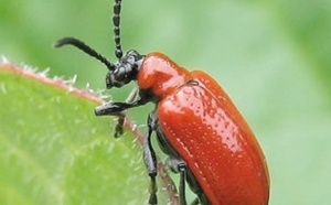 Marrakech accueille un symposium sur la résistance des plantes aux insectes