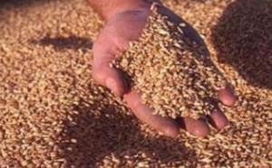 21,8 millions de quintaux de céréales collectés