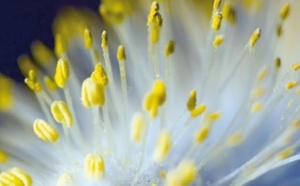 Le beau temps est là, les allergies aussi