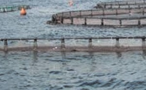 Le plan Aquaculture Maroc dévoilé à Tétouan Le plan Aquaculture Maroc dévoilé à Tétouan