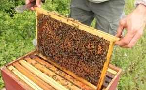Le miel d’euphorbe, un produit du terroir très prisé au Maroc