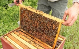 Le miel d’euphorbe, un produit du terroir très prisé au Maroc