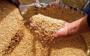 Plus que jamais le blé vaut de l’or