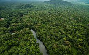 Biodiversité au Brésil; Course contre la montre des scientifiques en Amazonie Biodiversité au Brésil; Course contre la montre des scientifiques en Amazonie