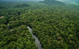 Biodiversité au Brésil; Course contre la montre des scientifiques en Amazonie